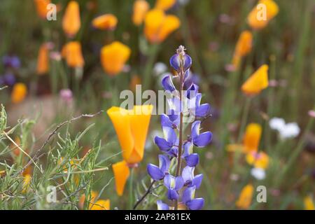 Helles orange pulsierende lebendige goldene Kalifornien Mohnblumen, saisonale Frühling einheimische Pflanzen, Wildblumen in voller Blüte Nahaufnahme lila Lupin und Mohn Stockfoto