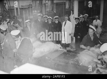 Kommission MOC Hilversum Le Grand op abattoir Utrechter Datum: 13. September 1949 Ort: Hilversum, Utrechter Schlüsselwörter: Schlachthöfe, Kommissionen Stockfoto