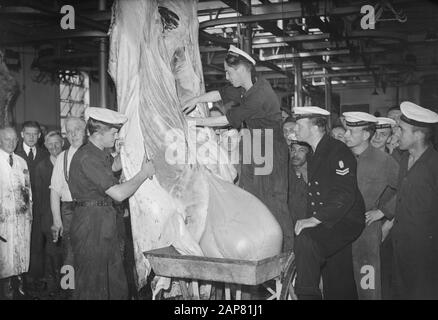 Kommission MOC Hilversum Le Grand op abattoir Utrechter Datum: 13. September 1949 Ort: Hilversum, Utrechter Schlüsselwörter: Schlachthöfe, Kommissionen Stockfoto