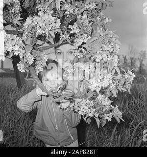 De Betuwe in der Blüte, die Obstgärten in der Blüte Datum: 6. Mai 1965 Ort: Betuwe Stichwörter: ORROOGARDS, Blüte Stockfoto
