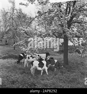 De Betuwe in der Blüte, die Obstgärten in der Blüte Datum: 6. Mai 1965 Ort: Betuwe Stichwörter: ORROOGARDS, Blüte Stockfoto