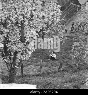 De Betuwe in der Blüte, die Obstgärten in der Blüte Datum: 6. Mai 1965 Ort: Betuwe Stichwörter: ORROOGARDS, Blüte Stockfoto