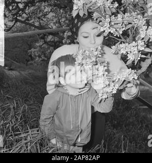 De Betuwe in der Blüte, die Obstgärten in der Blüte Datum: 6. Mai 1965 Ort: Betuwe Stichwörter: ORROOGARDS, Blüte Stockfoto