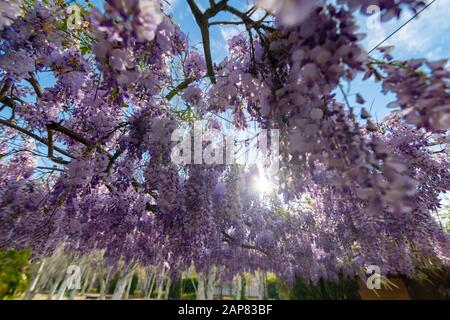 Wisteria sind Pflanzen, die zehn Arten von Kletterreben umfassen; sie sind in Ostaustralien und ostasiatischen Ländern wie china, Korea und Japan heimisch. Stockfoto