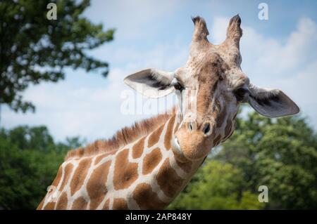 Neugierige Giraffe schaut auf das Porträt mit dem Kopf. Stockfoto