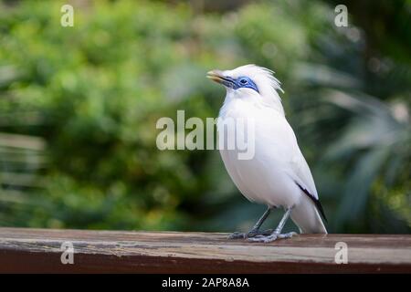 Bali Myna, bekannt unter dem wissenschaftlichen Namen Leucopsar rothildi, singt ein Lied Stockfoto