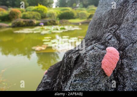 Eier aus Pomacea canaliculata in Singapur, auch kanalisierte apfelschnecke genannt, eine invasive Art weltweit Stockfoto