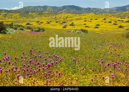 Wildblumen blühen 2019 Superbloom im Carrizo Plain National Monument Stockfoto