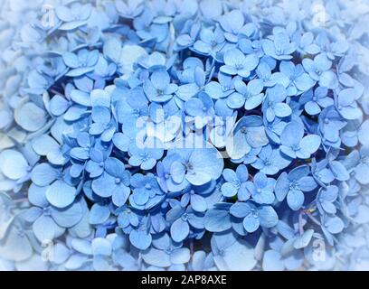 Geblümter Hintergrund von leuchtend blauen Hydrangea-Blumen, auch bekannt als Hortensien Stockfoto