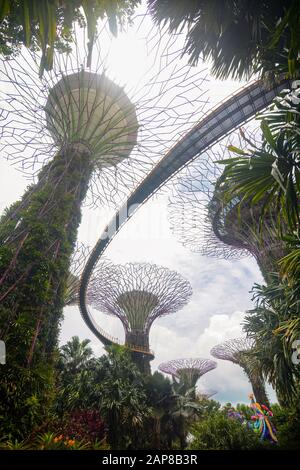 Singapur - 8. September 2018 - Vertikaler Blick auf den OCBC Skyway im Supertree Grove at Gardens by the Bay Stockfoto