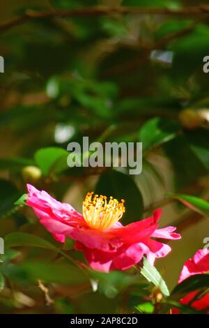 Camellia Sasanqua Stockfoto