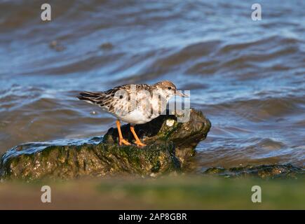 Ruddige Drehsteine (Arenaria interpretes), die nach Essen am Strand von Galveston Island, Texas, USA, suchen Stockfoto