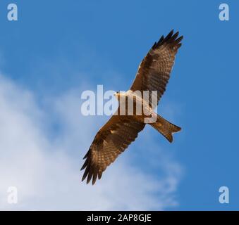 Der schwarze Drachen (Milvus migrans), der mit Beute in seinen Talonen, Israel, am blauen Himmel fliegt Stockfoto