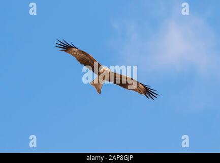 Der schwarze Drachen (Milvus migrans) steigt in einem blauen Himmel, Israel Stockfoto