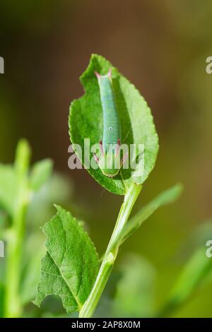 Zweischwänzige pascha-raupe Stockfoto