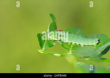 Zweischwänzige pascha-raupe Stockfoto