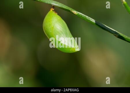 Zweischwänziger pascha-pupa Stockfoto