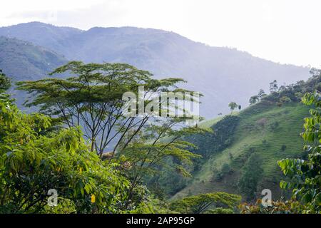 Landschaft mit Wiesen, Bergen und Bäumen in Kolumbien. Stockfoto