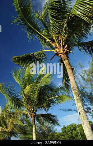 Miri, Sarawak/Malaysia - April 2011: Die schönen Strände der Luak Bay und Tanjung Lubang bei Sonnenuntergang in Miri, Sarawak Stockfoto