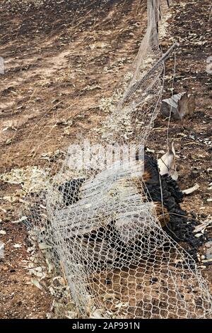 Lexton Australien / Nachwirkungen von Buschbränden in Lexton Victoria Australien. Stockfoto