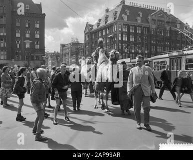 Staudamm tot Dam Race, Dritter Tag, Kamele im Damrace Datum: 29. August 1959 Stockfoto