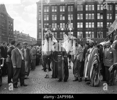 Staudamm tot Dam Race, Dritter Tag, Kamele im Damrace Datum: 29. August 1959 Stockfoto