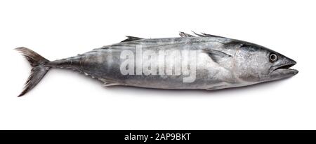 Frischer Bonito-Fisch isoliert auf weißem Hintergrund Stockfoto