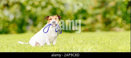 Konzept des Hundewandelens und des Haustiersitzens mit Hund, der die Leine im Mund hält Stockfoto