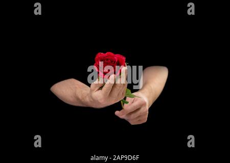 Männliche Hände, die Rose halten, waren schwarz unterlegt Stockfoto