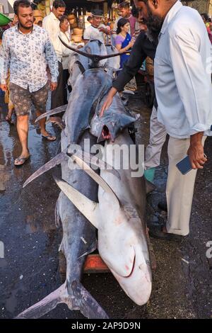 Ein Hai (vorne rechts) und Segelfisch (Taad Masa in lokaler Marathi-Sprache) an den Sassoon Docks, einem Fischerhafen und Markt in Colaba, Mumbai, Indien Stockfoto