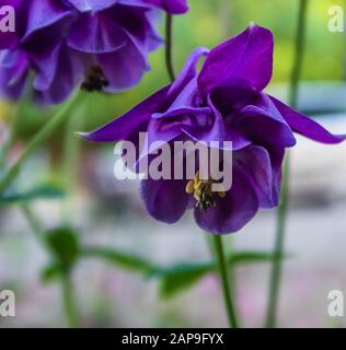 Lila Blüten im Wald Stockfoto