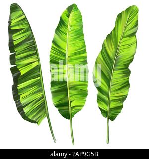 Tropische Blätter, Dschungel botanischen floralen Elementen. Palm Blätter, Art Illustration mit Aquarell auf weißem Hintergrund gemalt. Stockfoto