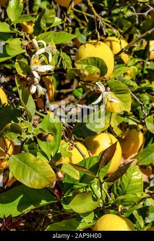 Zitronenbäume in Elche in der Nähe von Alicante in Spanien, Westeuropa Stockfoto