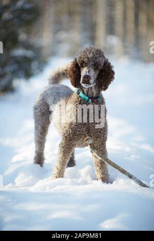 Standard Pudel stehend im Schnee an einem schönen Wintertag. Verspielter Hund imit ein Spielzeug in einem verschneiten Wald in Finnland. Aktiver Lebensstil im Konzept. Stockfoto