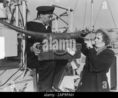 Den Helder Ankunft vier Minenräumer aus Indonesien M801 Abraham Crynssen, M802 Abraham van der Hulst, M803 Jan van Gelder, M804 Pieter Florisz Datum: 27. Oktober 1951 Ort: Den Helder Schlüsselwörter: Häfen, Marine, Kriegsschiffe Stockfoto