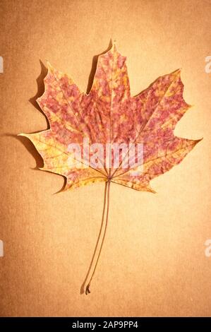 Gestürztes Ahorn-Blatt mit Herbstfarben Stockfoto