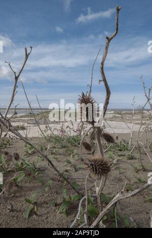 Am Strand wächst die Vegetation auf dem Sand Stockfoto