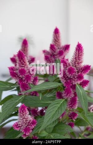 Rosafarbene Blumen aus Zölia argentea oder Federzellosia oder glattem Zöliosia. Stockfoto