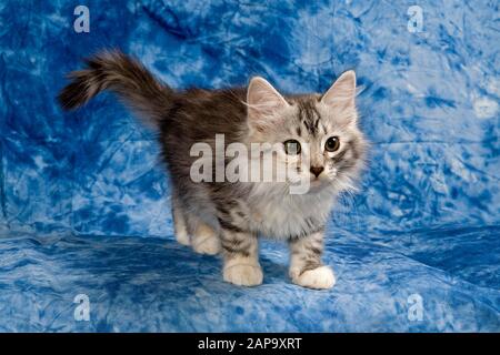 Reinrassige Katze sibirischer Wald (Felis silvestris catus), stehender, blauer Hintergrund, Studioaufnahme, Österreich Stockfoto