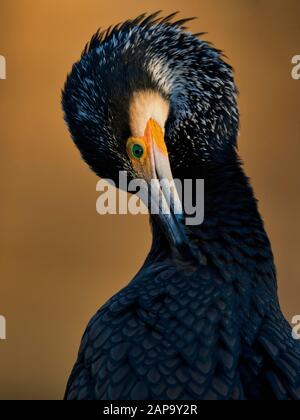 Großer Kormoran (Phalacrocorax carbo) bei Gefiederpflege, im Wintergefieder, Tierporträt, Baden-Württemberg, Deutschland Stockfoto