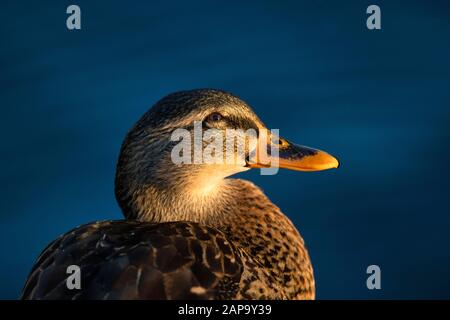 Mallard (Anas platyrhynchos), weiblich, Tierporträt, Baden-Württemberg, Deutschland Stockfoto