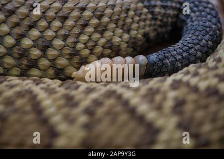 Schwanzrassel der giftigen mexikanischen Westküste Klapperschlange (Crotalus basiliscus), gefangen, Vorkommen Mexiko Stockfoto