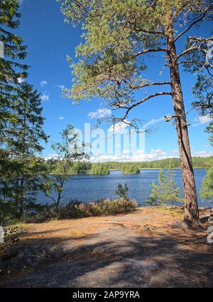 Idyllische finnische Sommer See Szene an Teijo Wanderweg in Salo, Finnland. Big Tree und der Matildajarvi See im Hintergrund. Stockfoto