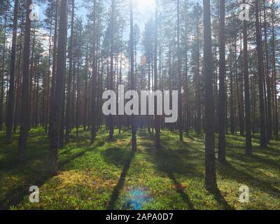 Sommer Wald und sonniges Wetter. Nördliche Landschaft aus dem Petkeljärvi-nationalpark in Finnland. Stockfoto