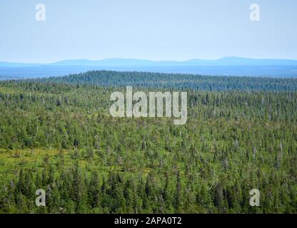 Sommer Landschaft mit Fichten in der Wüste Riisitunturi Nationalpark, einem Berg in Lappland in Finnland. Junge trres im Vordergrund. Stockfoto