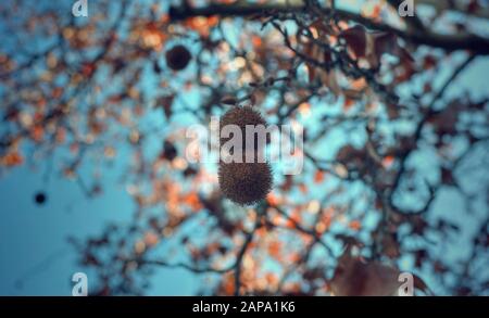 Selektive Fokussierung auf zwei Früchte eines platanus-hispanica-Baumes mit einem verschwommenen Hintergrund seiner Blätter und Zweige. Kinoeffekt. Stockfoto