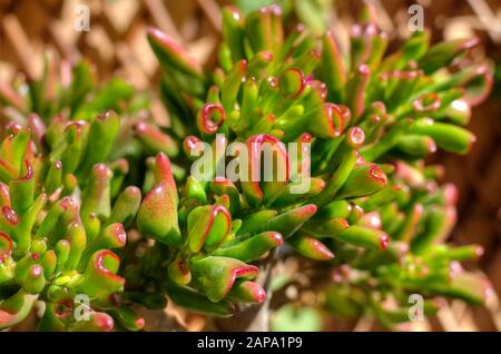 Saftige Pflanze Crassula Ovata Gollum, auch Trumpet Jade genannt. Nahaufnahme der Blätter und selektiver Fokus. Stockfoto