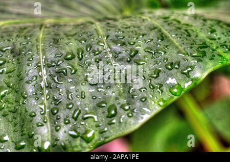 Nahaufnahme von Regentropfen in einem Blatt. Locasia odora, auch Elefantenohr genannt. Selektiver Fokus. Stockfoto