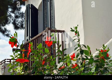Typische mediterrane Dorfszene mit roten Blumen im Vordergrund und verschwommenem weiß getünchten Gebäude, Kiefernzweigen und Holzläden mit Balkon Stockfoto