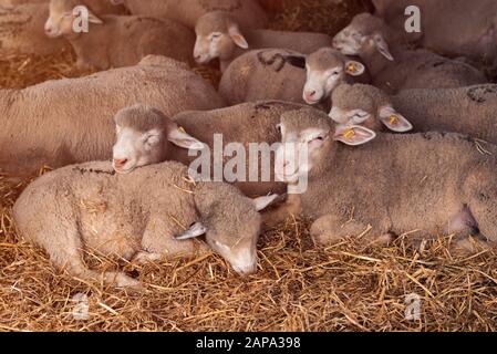 Ile de France Schafe Herde in Stift auf Tiere Bauernhof, Haustiere Tierhaltung Konzept Stockfoto